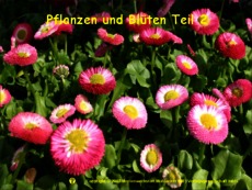 Pflanzen-und-Blüten-2.pdf